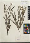 Foto von Salix purpurea L.